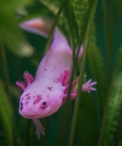 Wild Axolotl for Sale in Canada