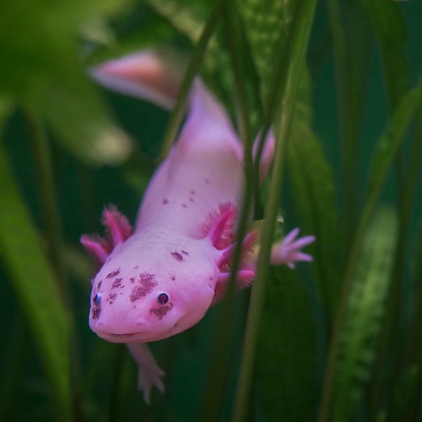 Wild Axolotl for Sale in Canada