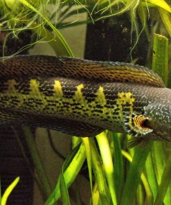 Auranti Snakehead for Sale in Canada