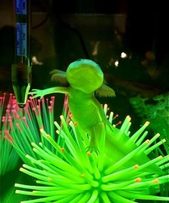 Wild GFP Glow in the Dark Axolotl for Sale in Canada