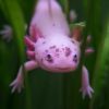 Wild Axolotl for Sale in Canada