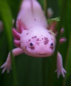 Wild Axolotl for Sale in Canada