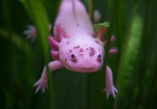 Wild Axolotl for Sale in Canada