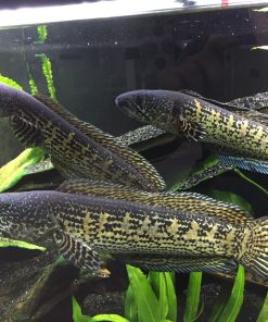 Auranti Snakehead for Sale in Canada