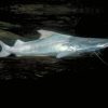 Dorado Catfish for Sale in Canada