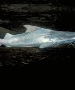 Dorado Catfish for Sale in Canada