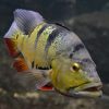 Fogo Peacock Bass for sale Canada
