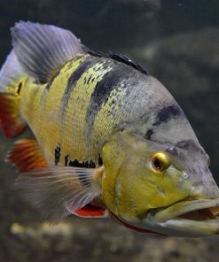 Fogo Peacock Bass for sale Canada