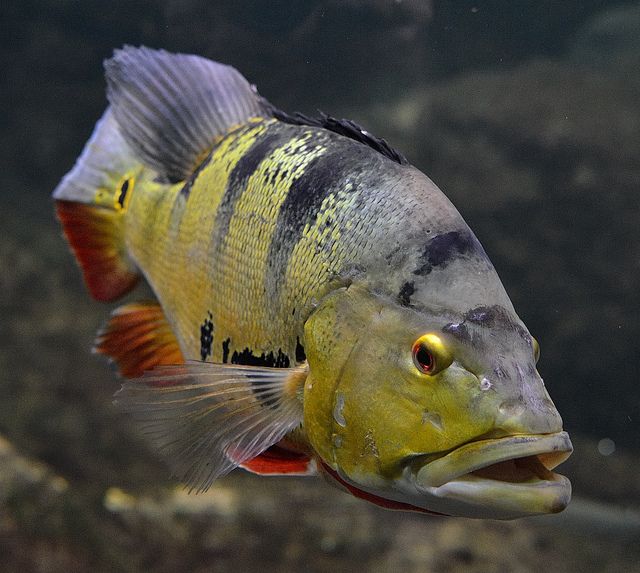 Fogo Peacock Bass for sale Canada
