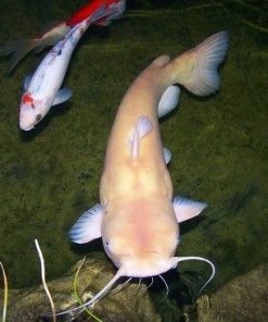 Platinum Redtail Catfish for Sale in Canada