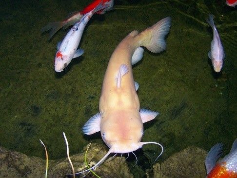 Platinum Redtail Catfish for Sale in Canada