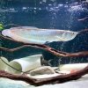 Silver Arowana for Sale in Canada