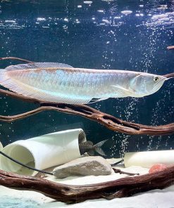 Silver Arowana for Sale in Canada