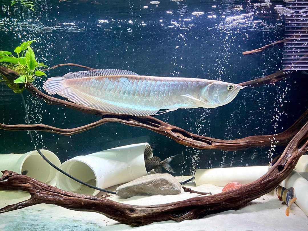Silver Arowana for Sale in Canada