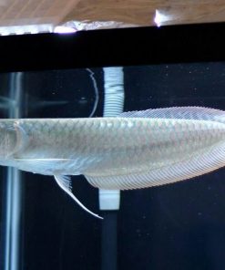 Silver Arowana for Sale in Canada