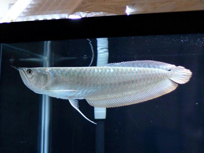 Silver Arowana for Sale in Canada