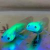Wild GFP Glow in the Dark Axolotl for Sale in Canada
