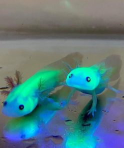 Wild GFP Glow in the Dark Axolotl for Sale in Canada