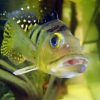 Intermedia Peacock Bass for Sale in Canada