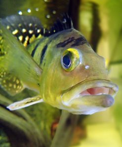 Intermedia Peacock Bass for Sale in Canada