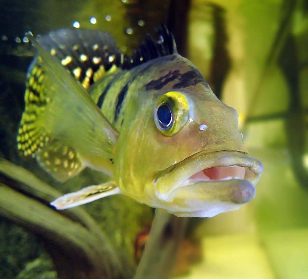 Intermedia Peacock Bass for Sale in Canada