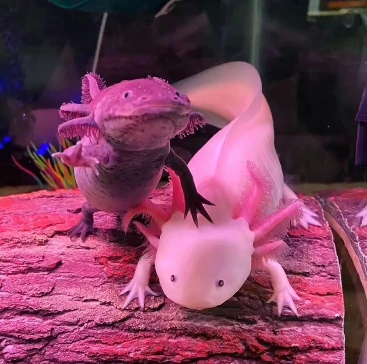 Axolotl Care Guide