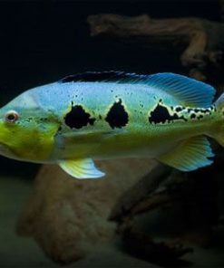 Orinoco Peacock Bass (Cichla orinocensis)