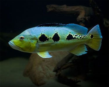 Orinoco Peacock Bass (Cichla orinocensis)