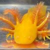 Golden Albino GFP Axolotl for sale Canada