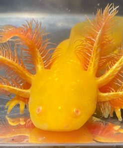 Golden Albino GFP Axolotl for sale Canada