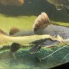Redtail Catfish for sale Canada