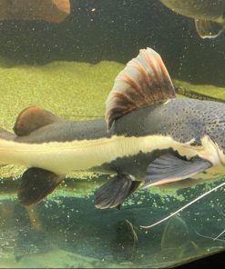 Redtail Catfish for sale Canada