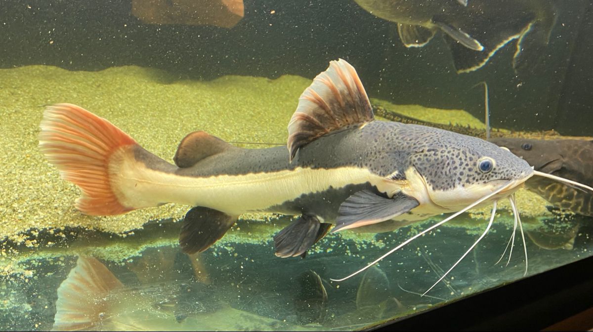 Redtail Catfish for sale Canada
