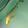 Albino Chocolate Crossbelly Silver Arowana for sale Canada