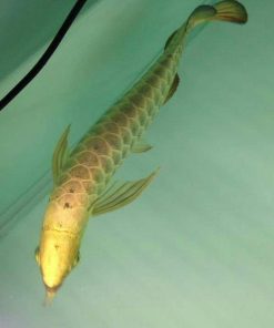 Albino Chocolate Crossbelly Silver Arowana for sale Canada