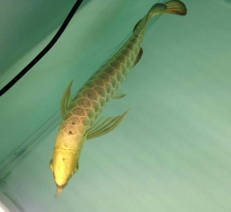 Albino Chocolate Crossbelly Silver Arowana for sale Canada