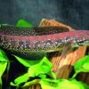 Channa Asiatica Snakehead for Sale in Canada
