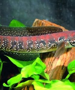 Channa Asiatica Snakehead for Sale in Canada