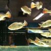 Mono Peacock Bass for Sale in Canada