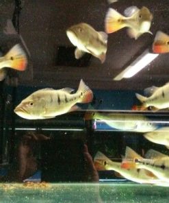 Mono Peacock Bass for Sale in Canada