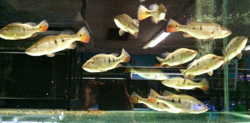 Mono Peacock Bass for Sale in Canada