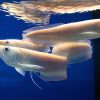 Albino Silver Arowana for Sale in Canada