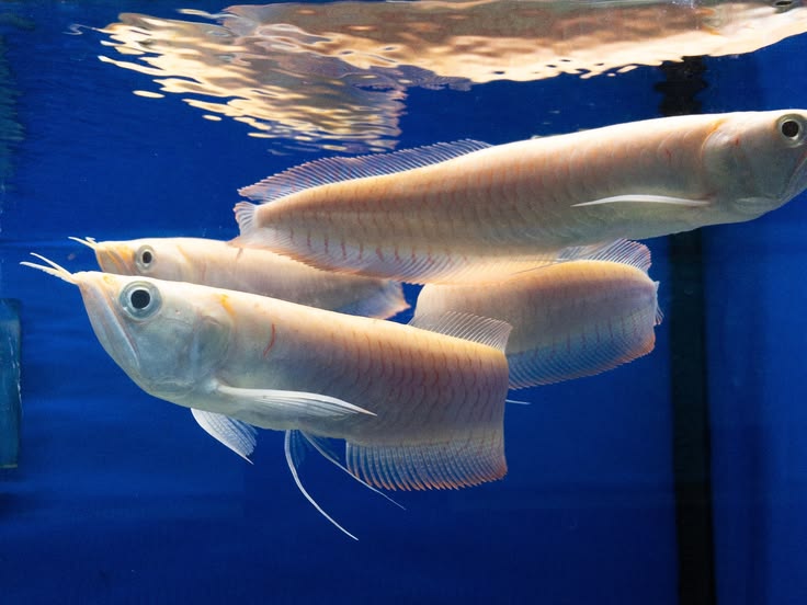 Albino Silver Arowana for Sale in Canada