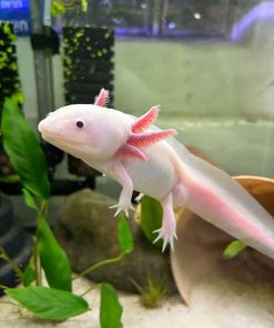 Freckled Leucistic Axolotl for Sale in Canada