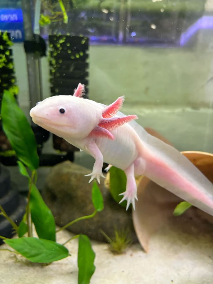 Freckled Leucistic Axolotl for Sale in Canada