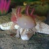 Albino GFP Axolotl for sale Canada