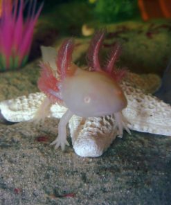 Albino GFP Axolotl for sale Canada