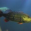 Temensis Peacock Bass for Sale in Canada
