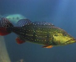Temensis Peacock Bass for Sale in Canada