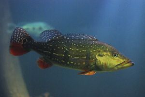 Temensis Peacock Bass for Sale in Canada